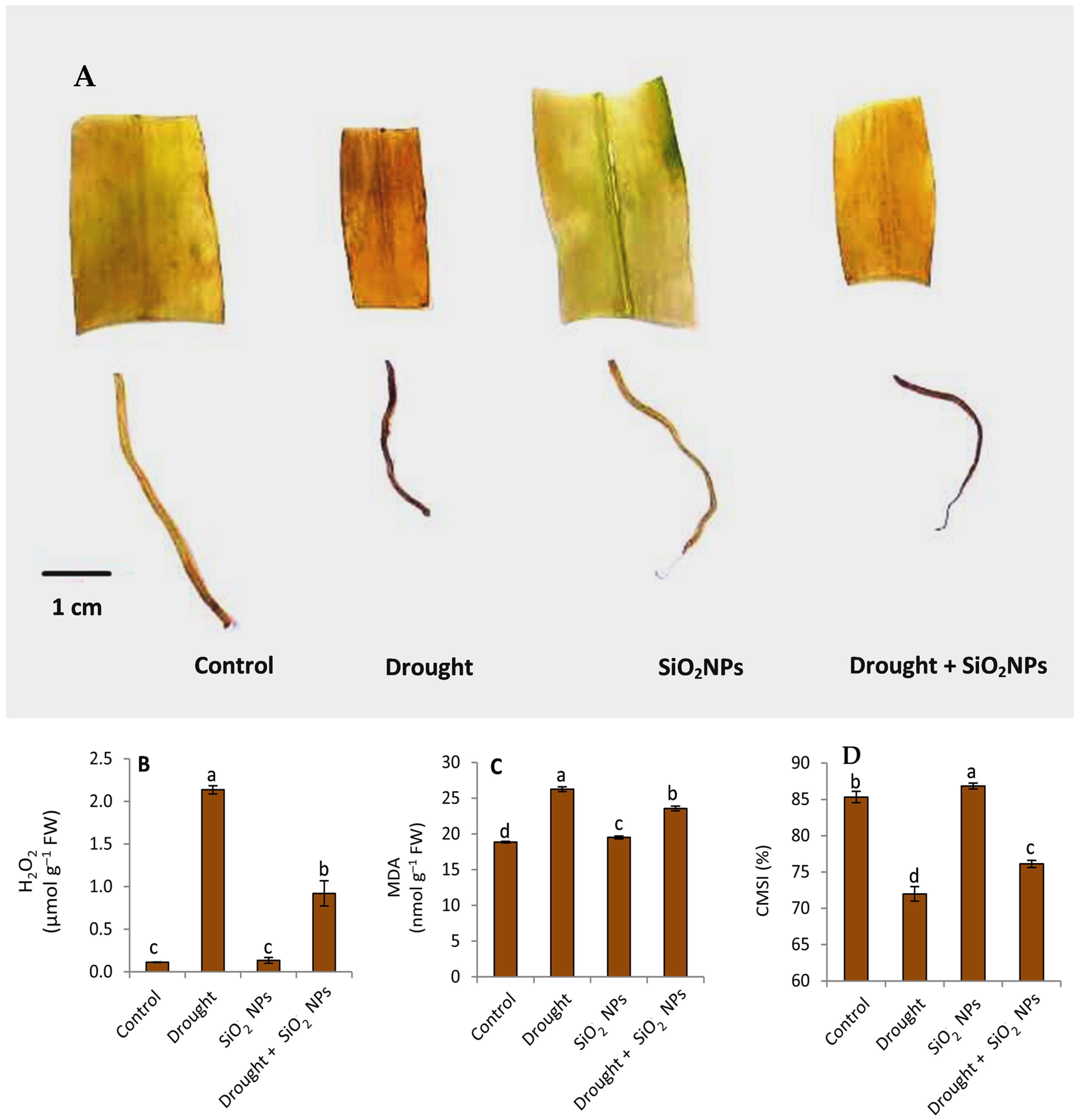 Plants 12 02592 g006 Plants 12 02592 g006