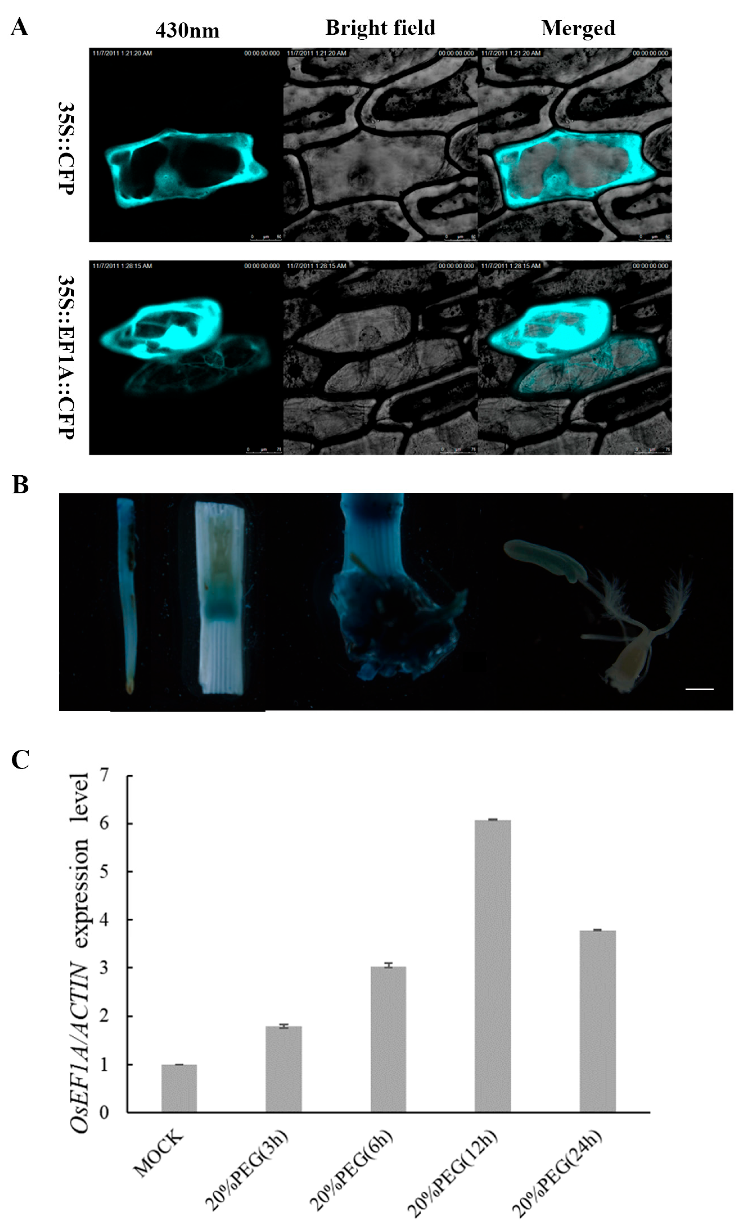 Plants 12 02593 g002 Plants 12 02593 g002