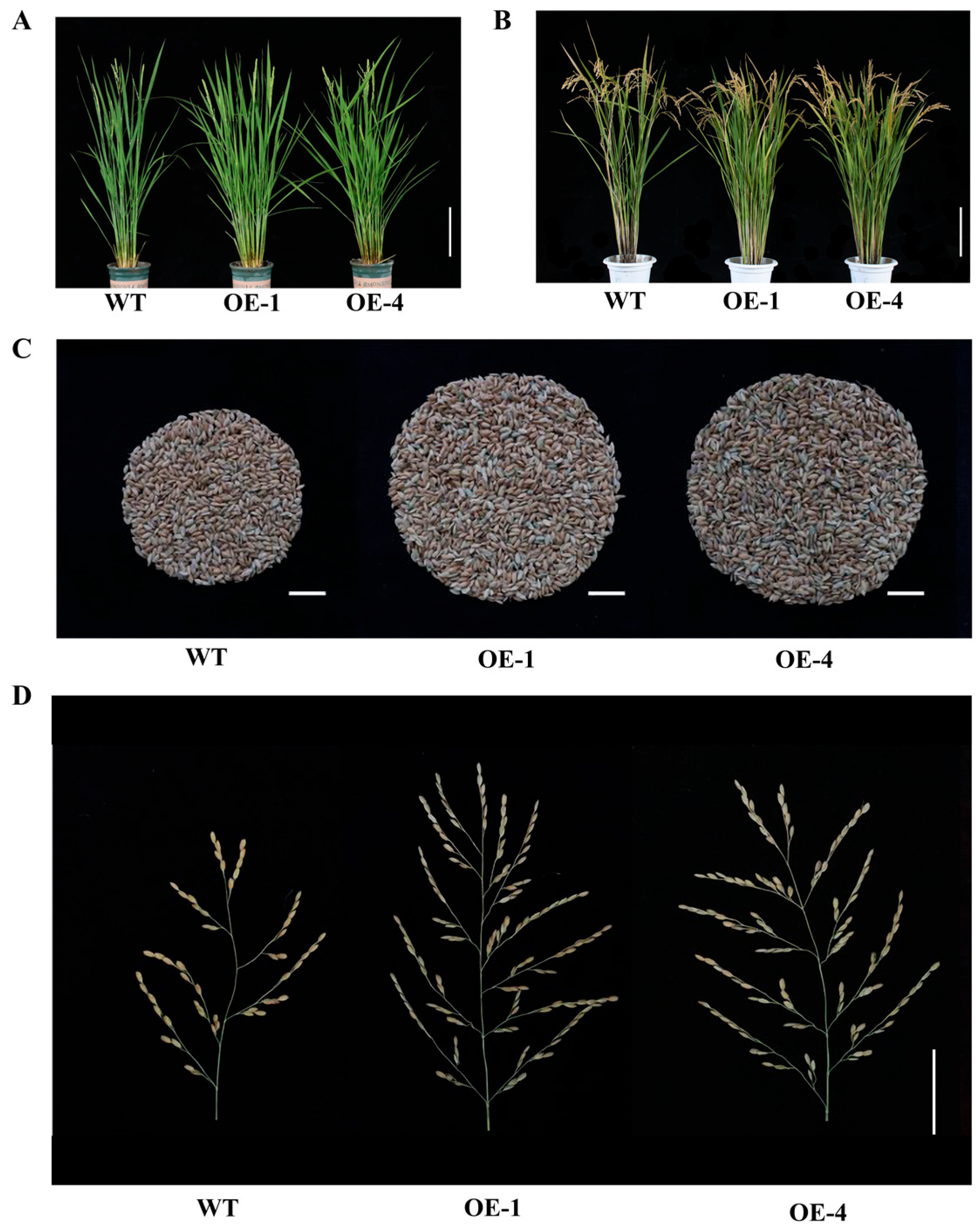 Plants 12 02593 g004 Plants 12 02593 g004