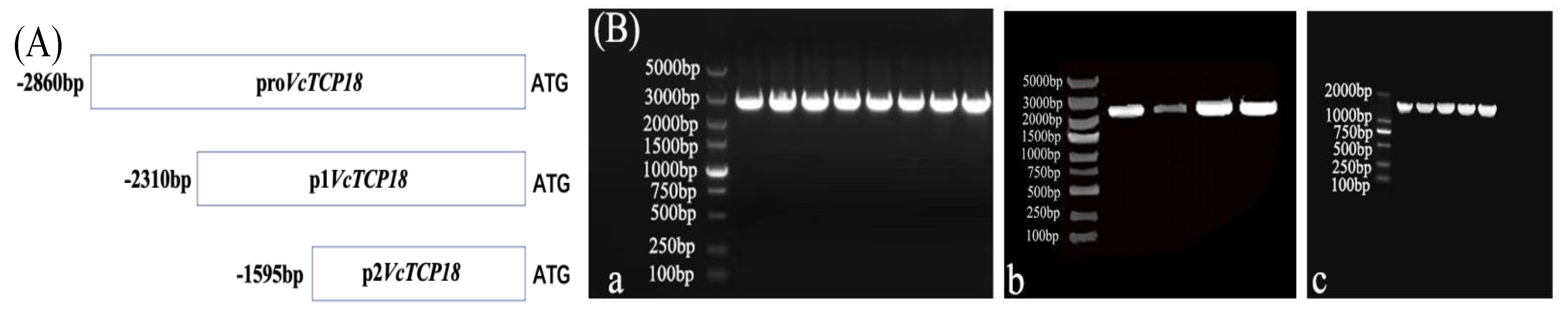 Plants 12 02595 g003 Plants 12 02595 g003