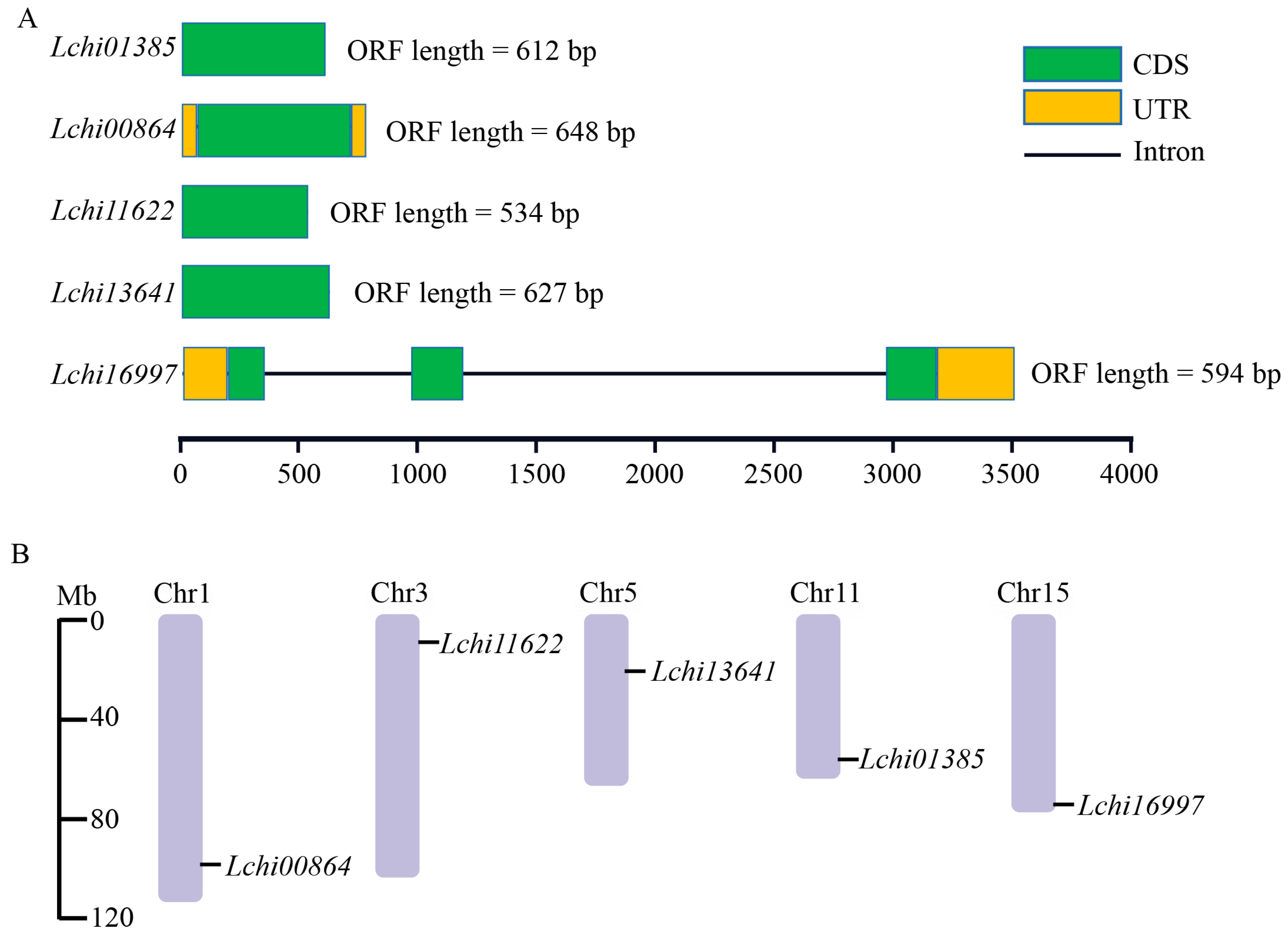 Selection of reference genes for gene expression analysis in Liriodendron  hybrids' somatic embryogenesis and germinative tissues