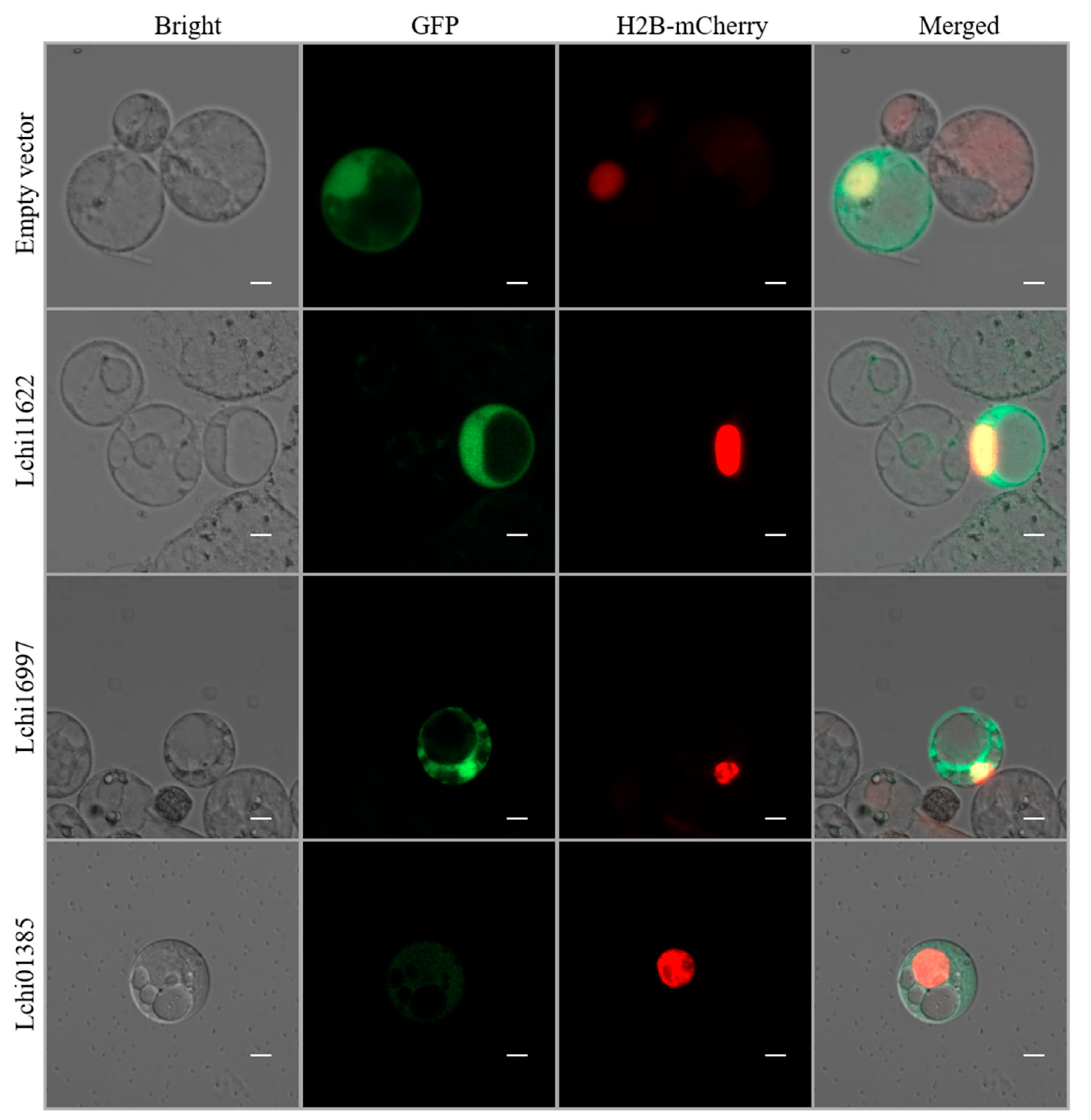 Plants 12 02609 g011
