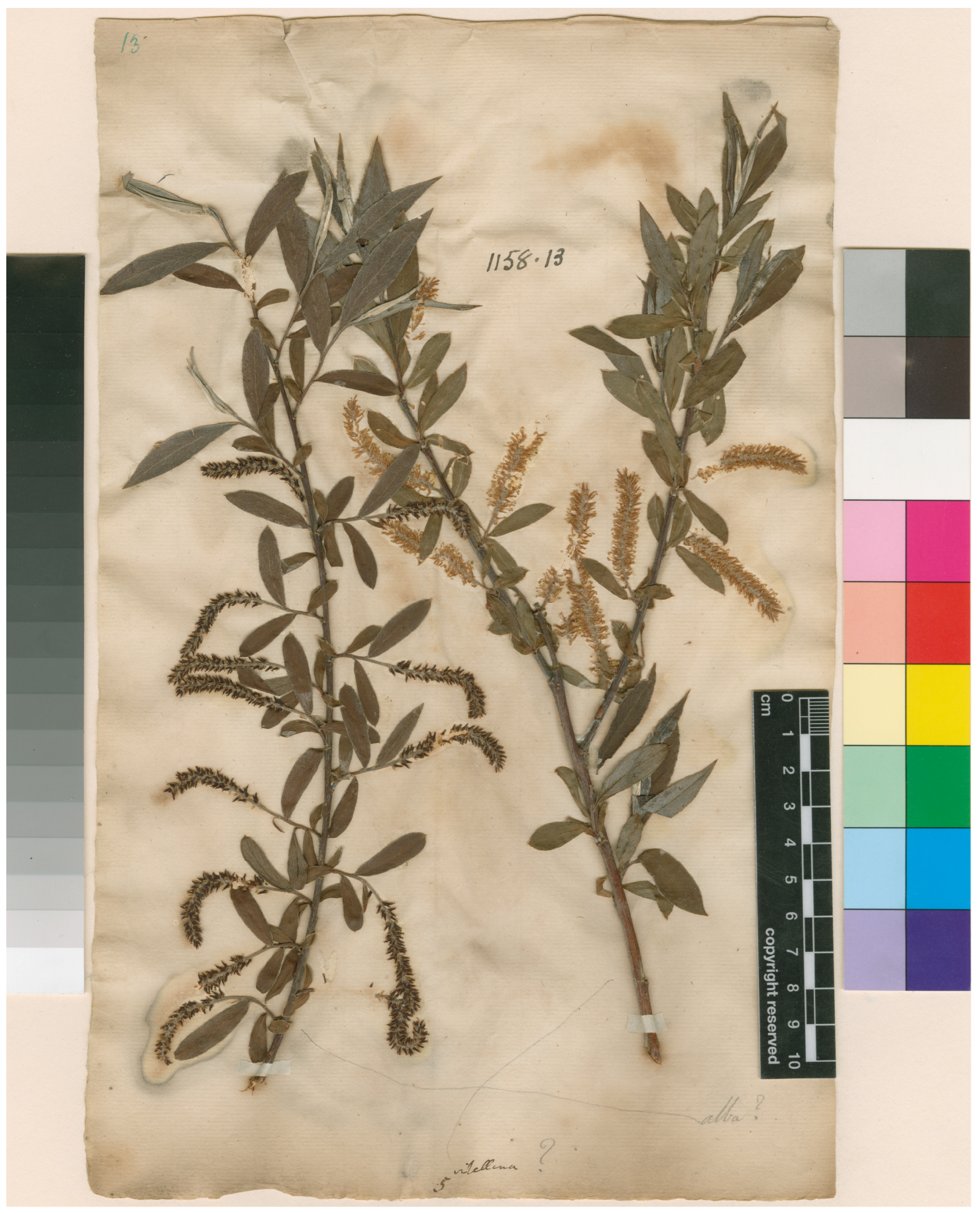 Plants 12 02610 g001 Plants 12 02610 g001