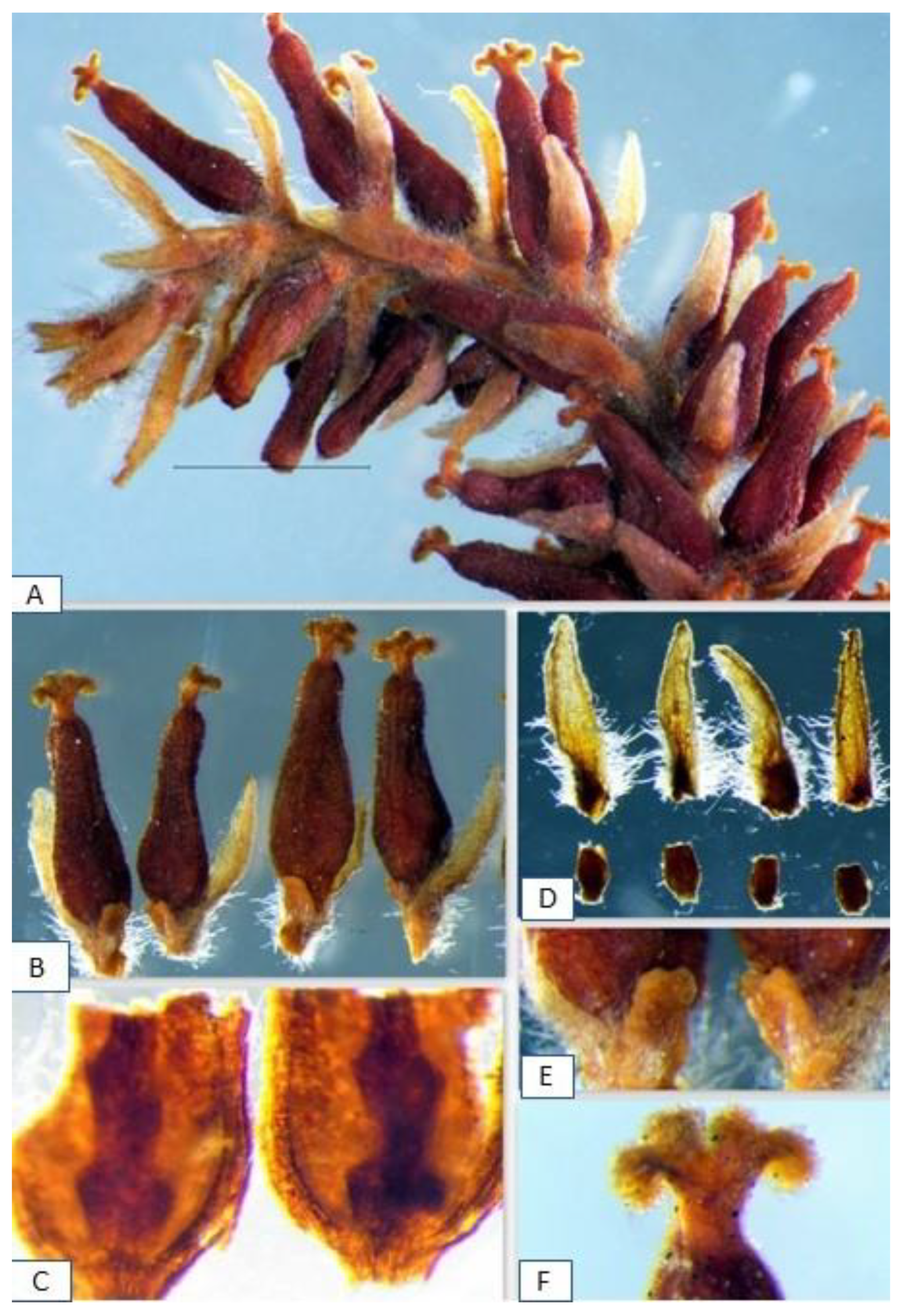 Plants 12 02610 g002 Plants 12 02610 g002