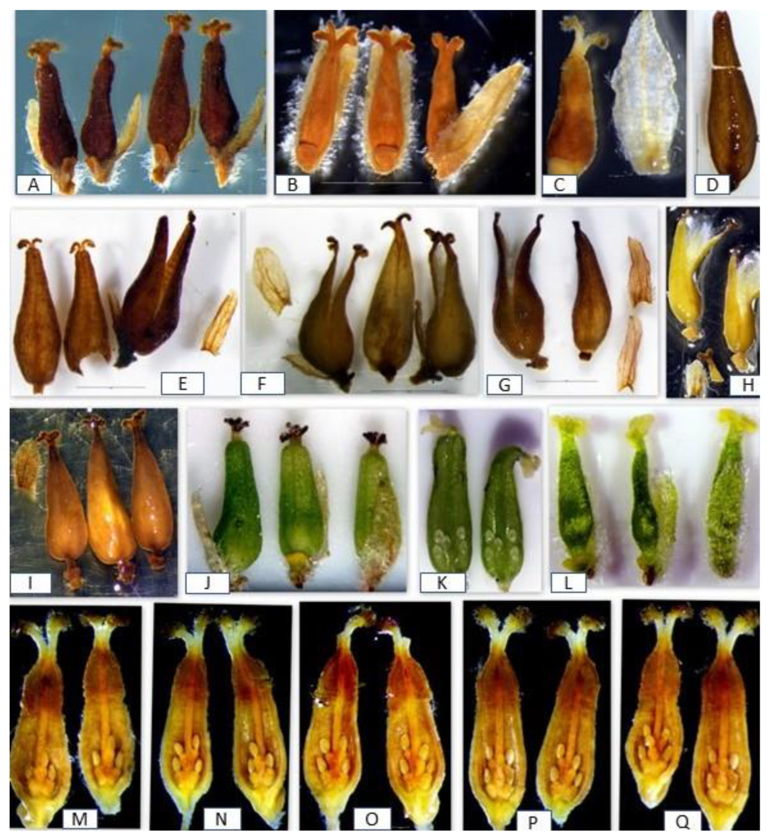 Plants 12 02610 g003 Plants 12 02610 g003