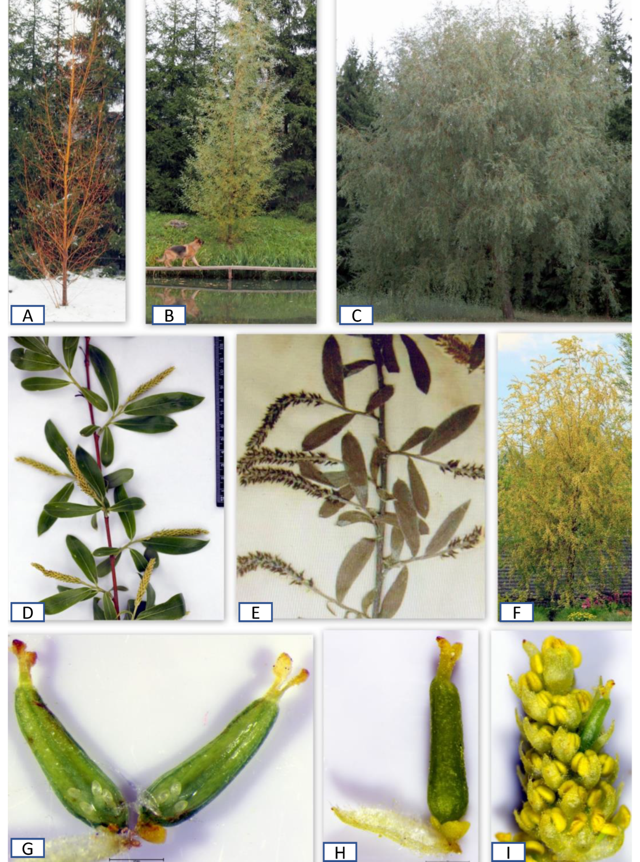 Plants 12 02610 g004 Plants 12 02610 g004