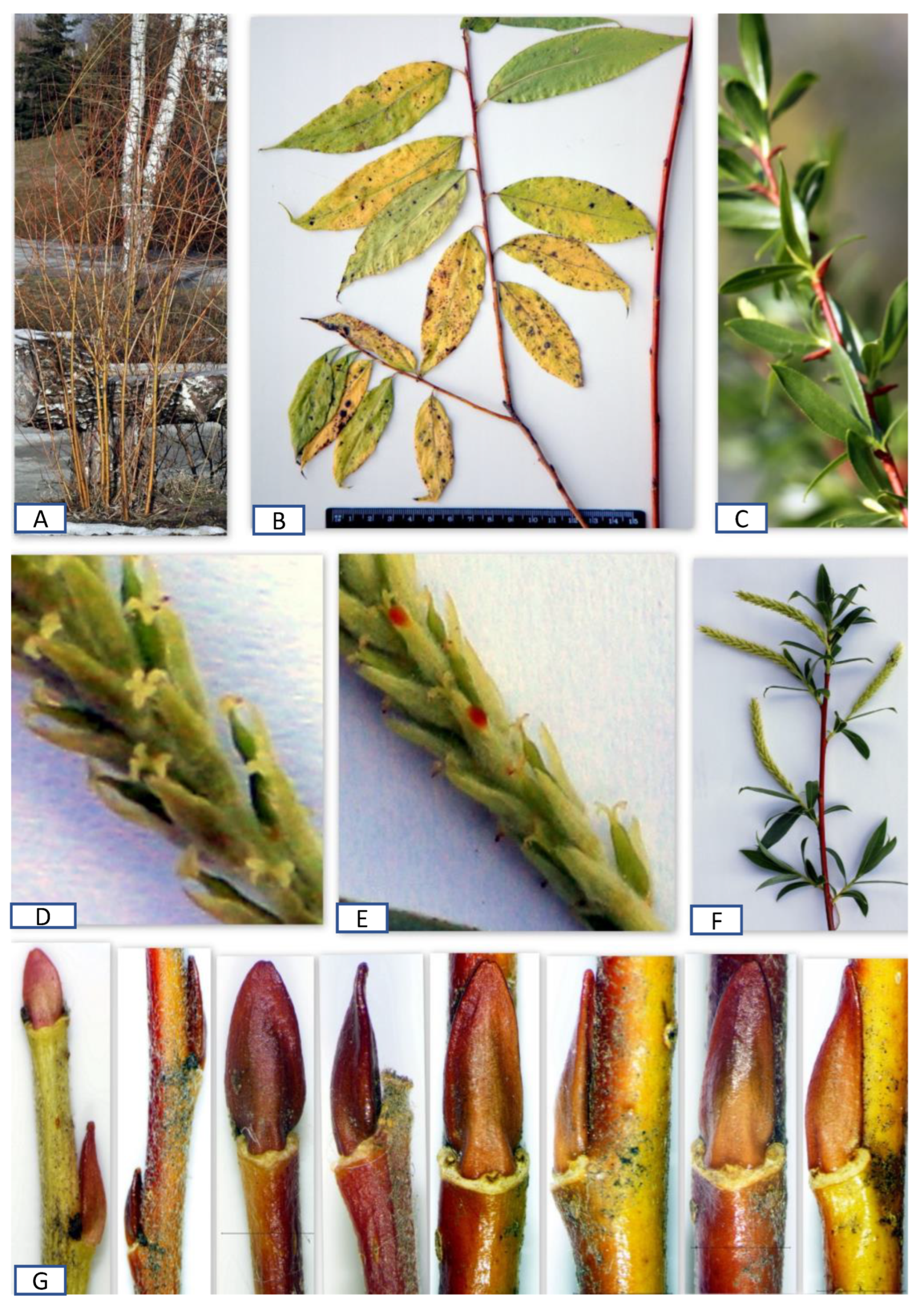 Plants 12 02610 g005 Plants 12 02610 g005