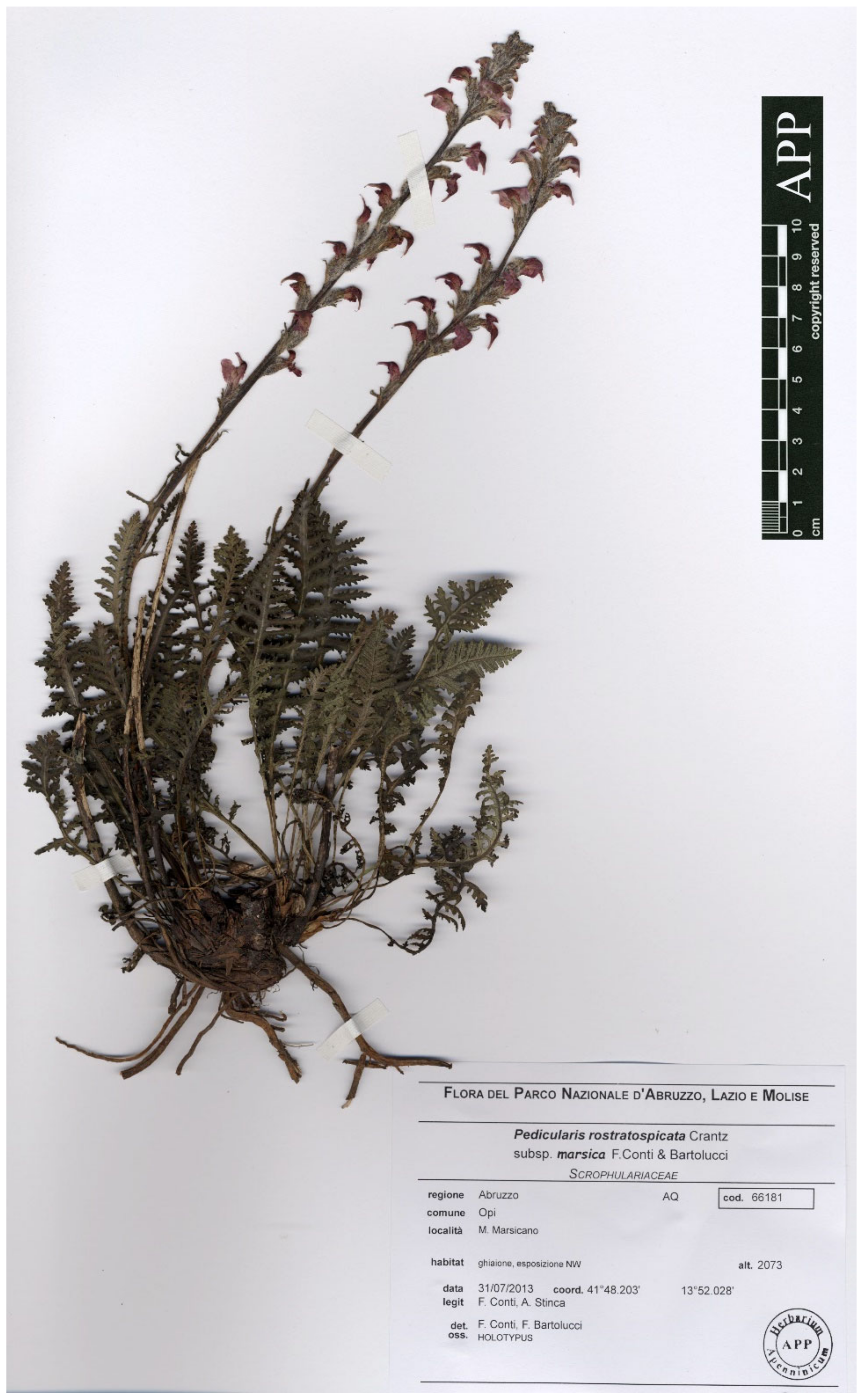 Plants 12 02614 g007