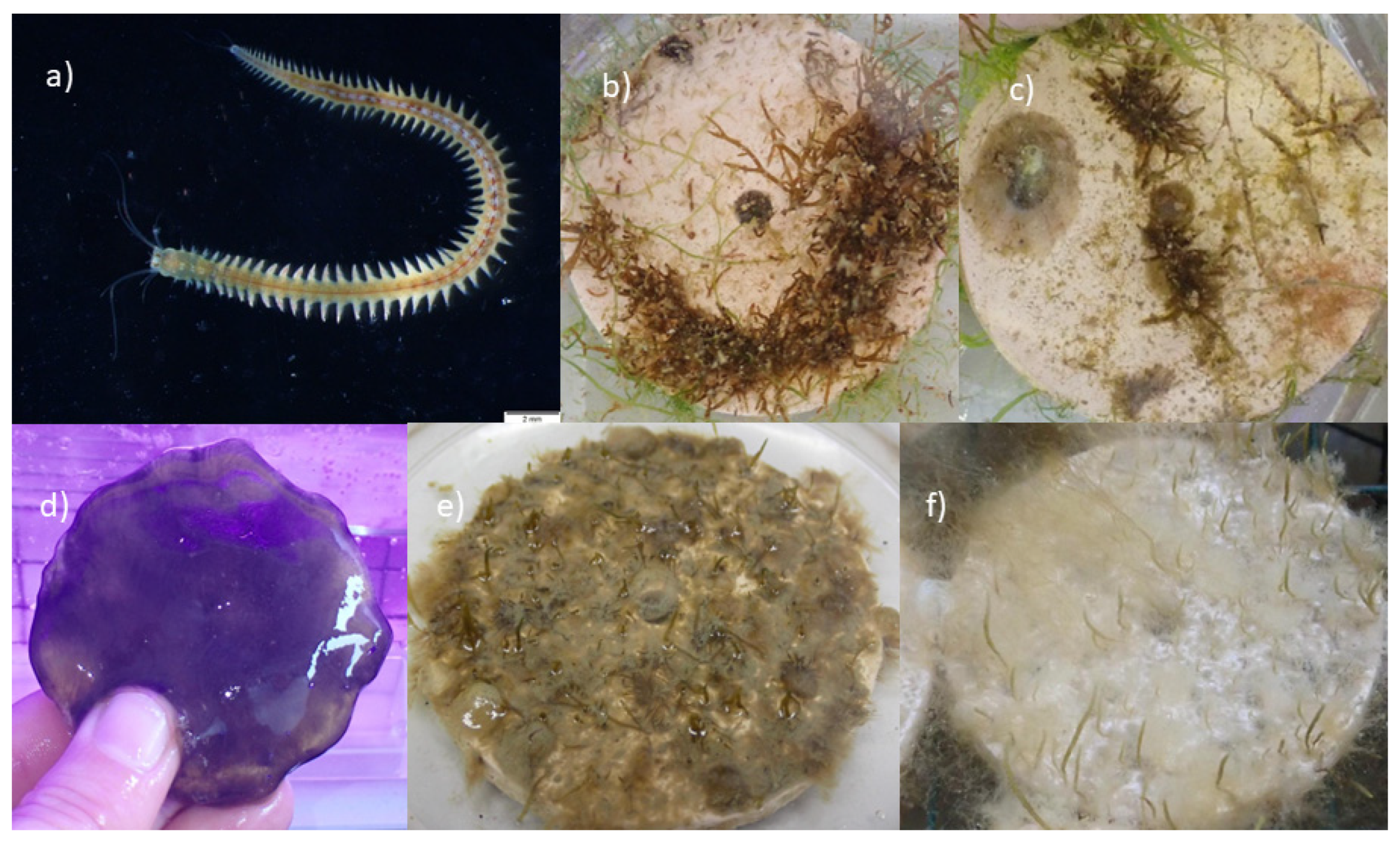 Plants 12 02615 g007 Plants 12 02615 g007