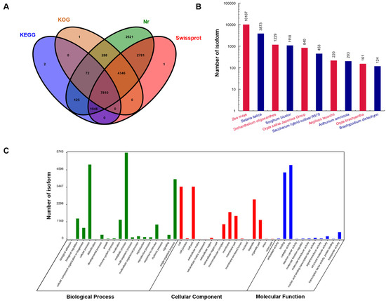 Molecular Mechanism Underlying the Sorghum sudanense (Piper