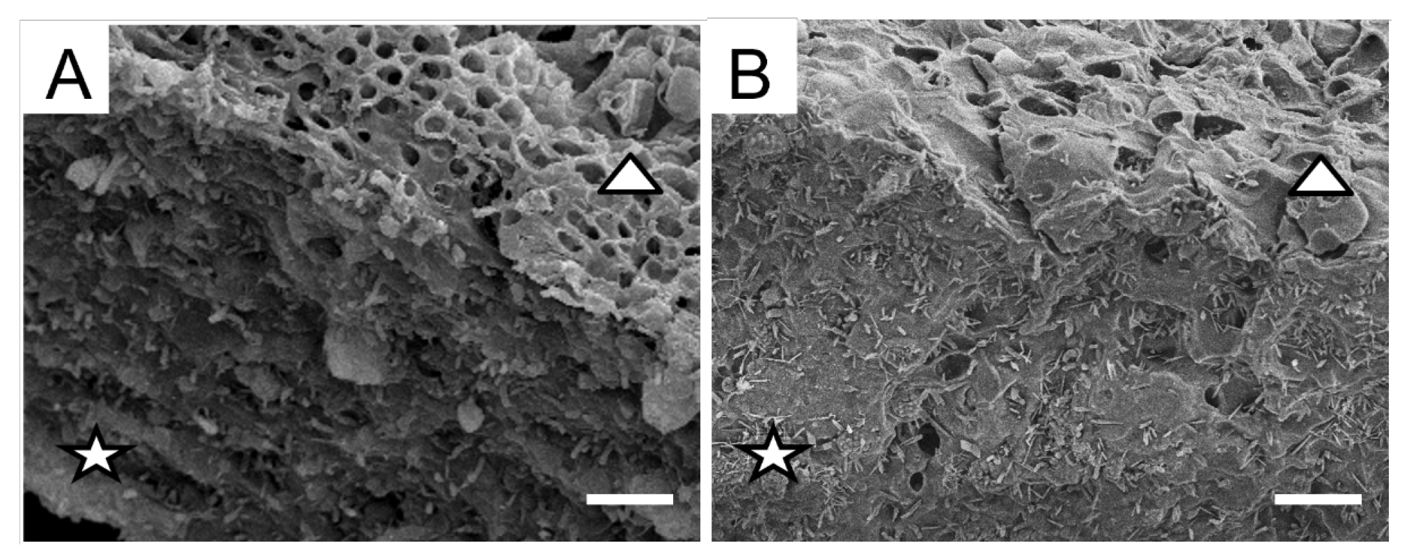 Plants 12 02627 g001