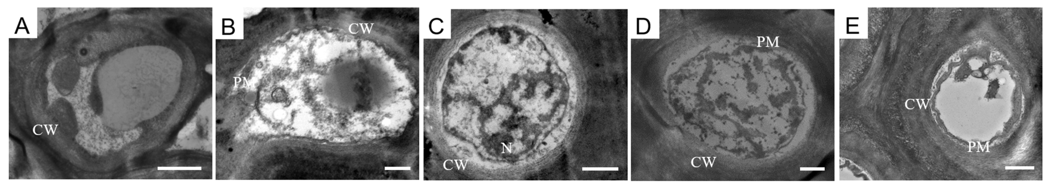 Plants 12 02627 g006