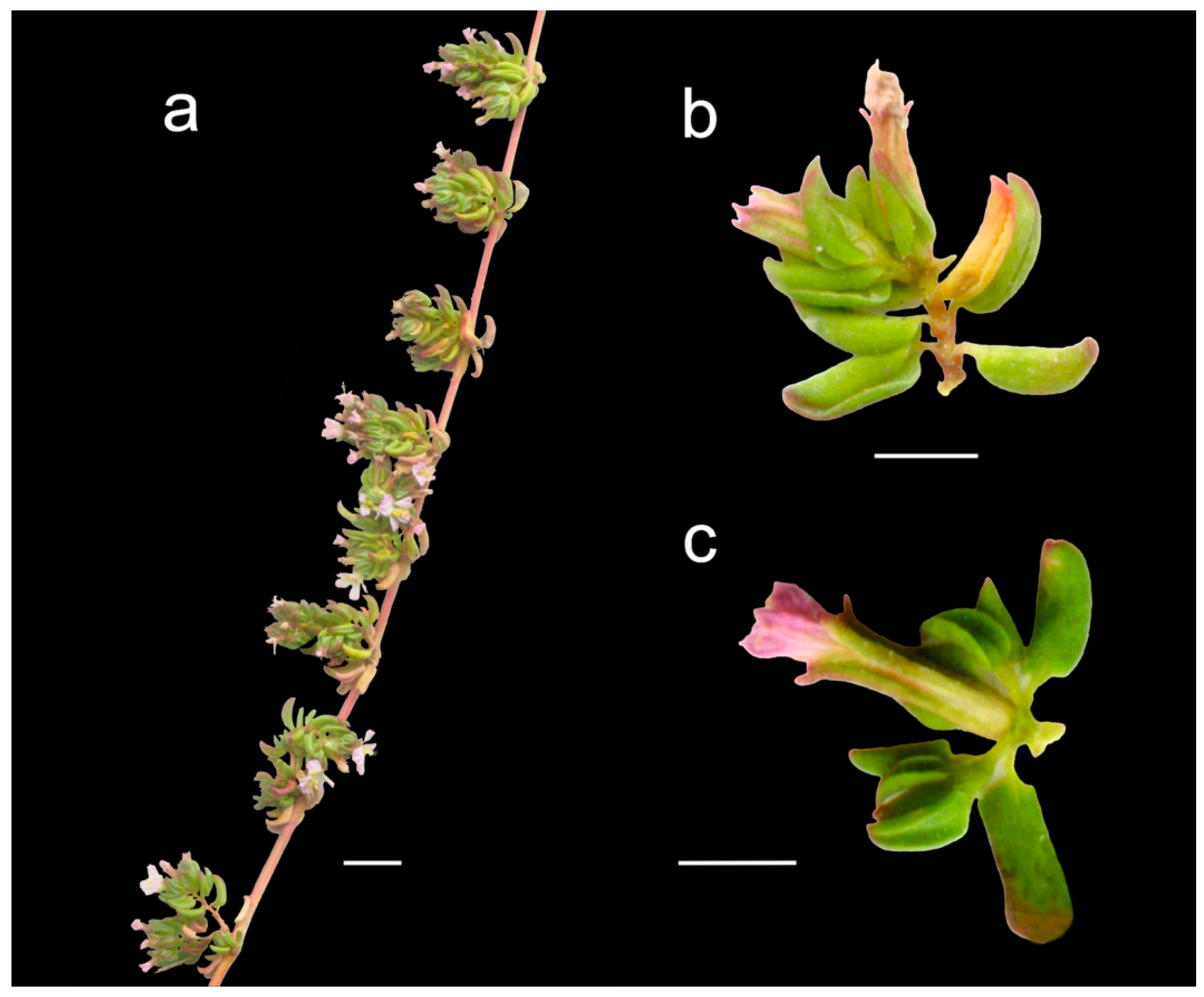 Plants 12 02630 g005 Plants 12 02630 g005