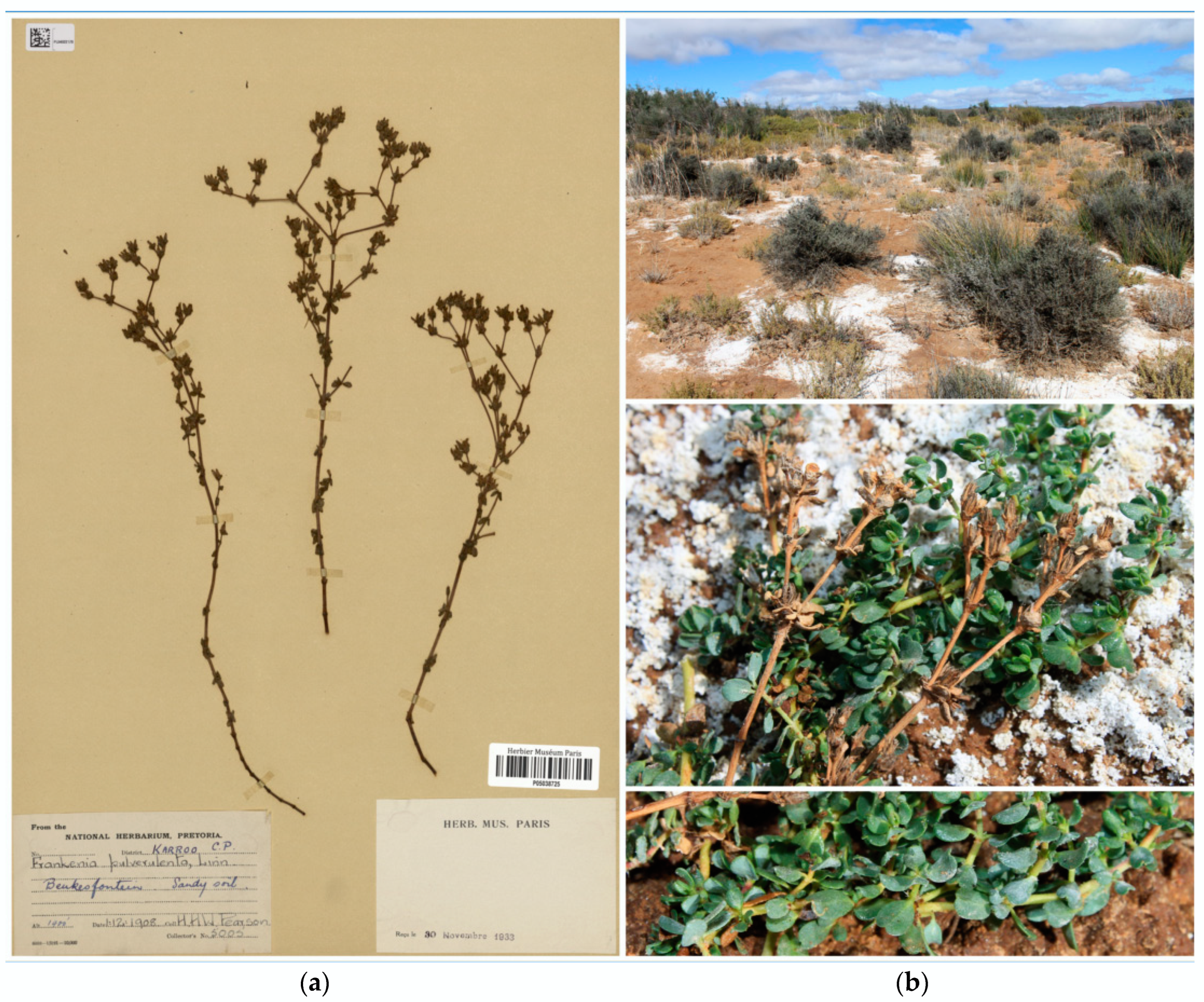 Plants 12 02630 g006 Plants 12 02630 g006