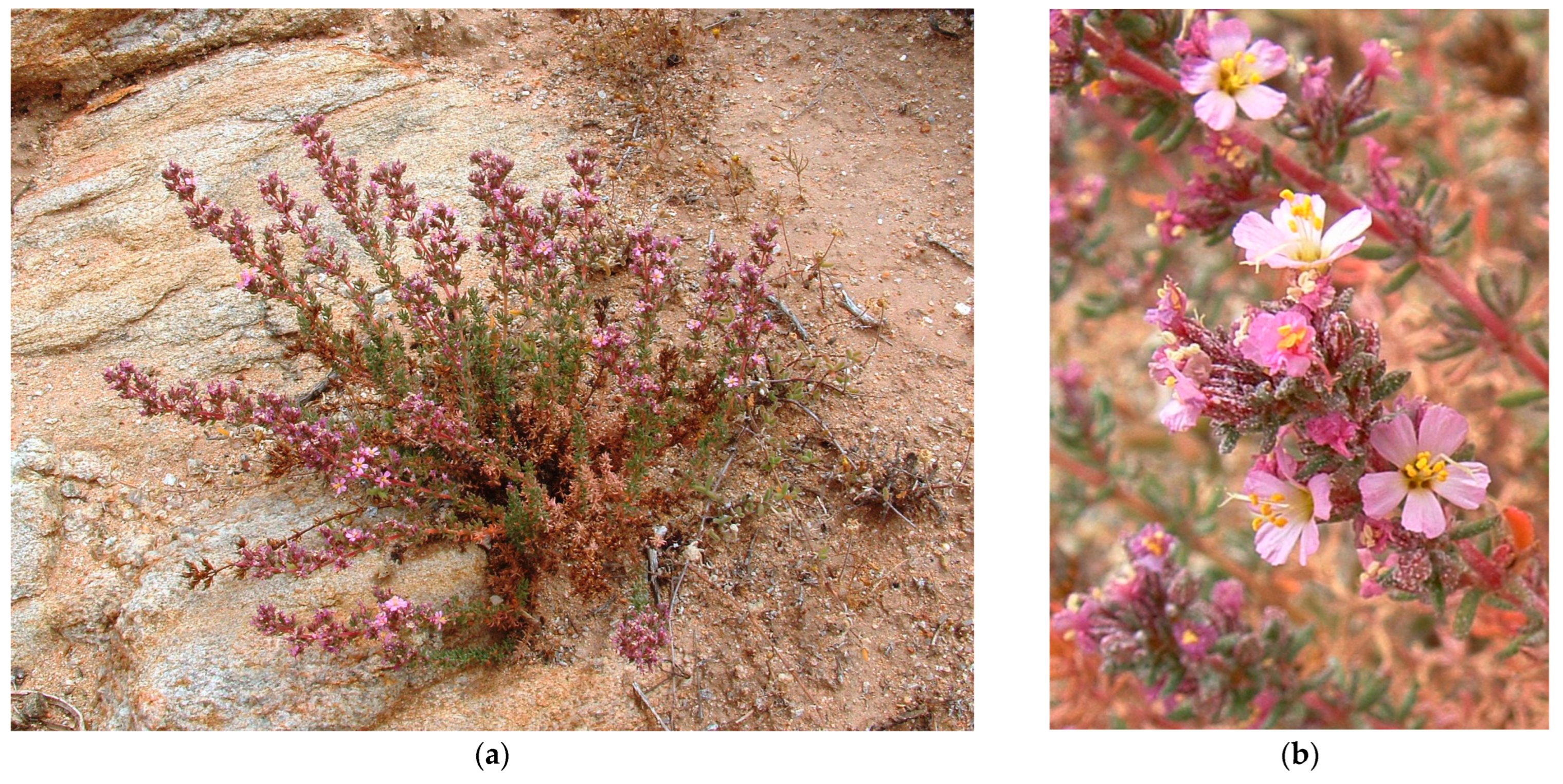 Plants 12 02630 g007 Plants 12 02630 g007