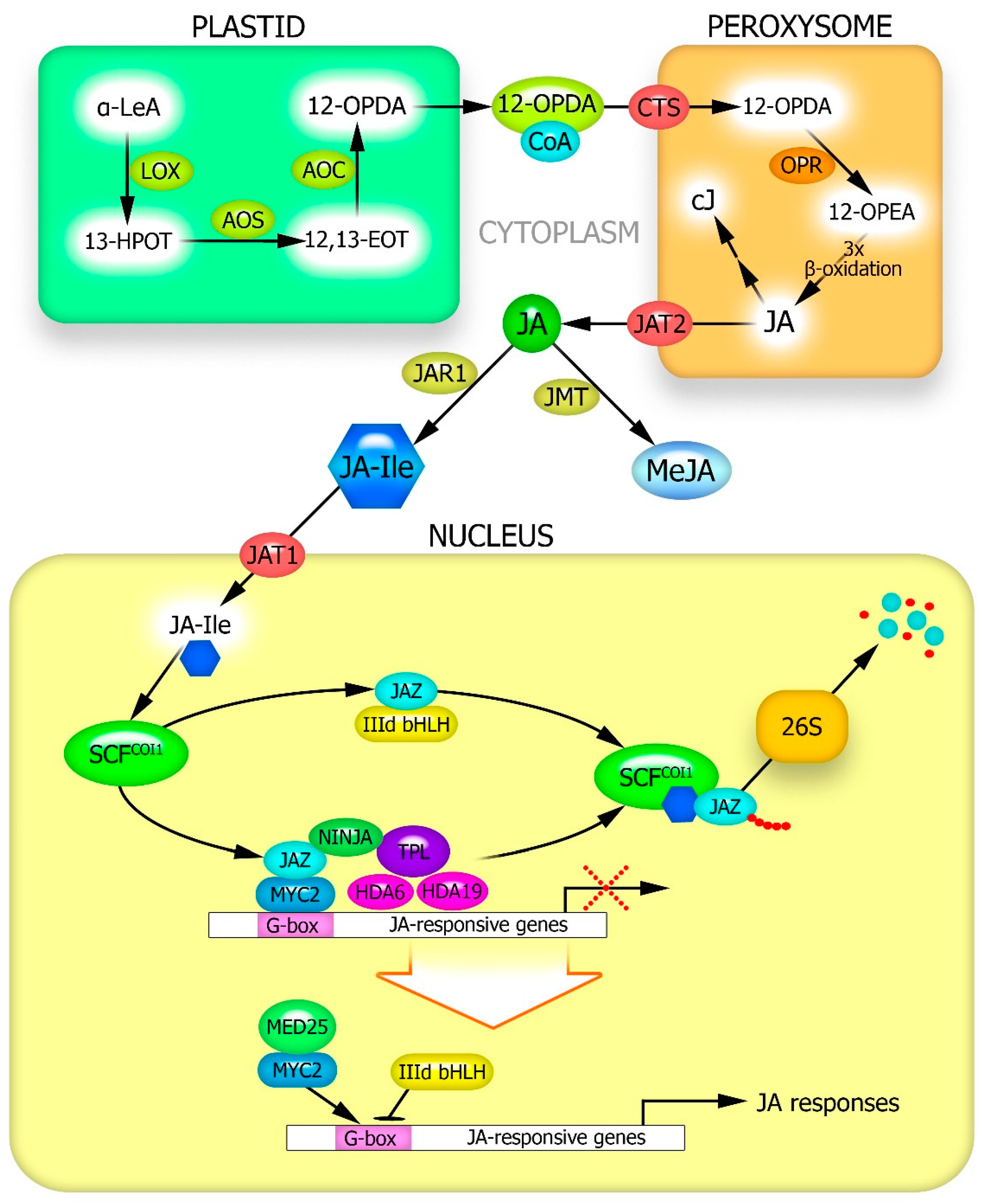 Plants 12 02631 g001 Plants 12 02631 g001