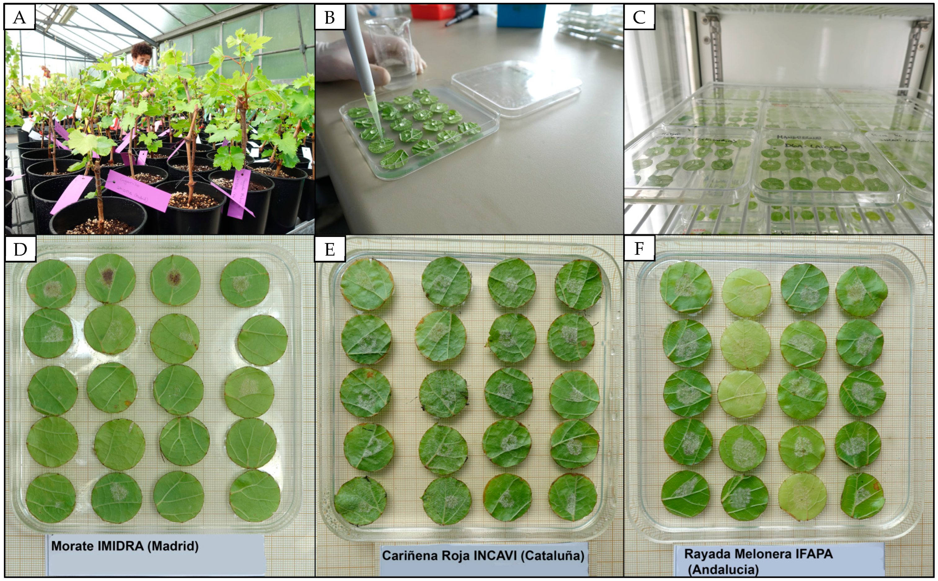 Plants 12 02638 g006 Plants 12 02638 g006