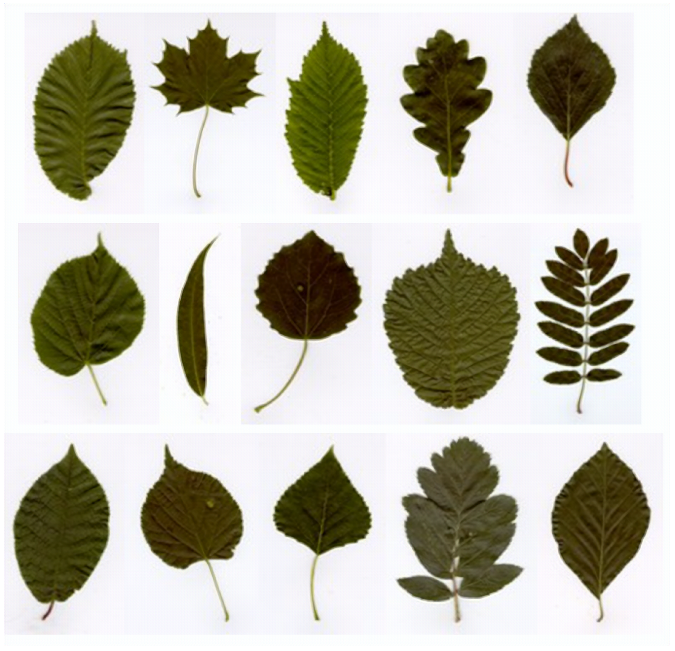 Plants 12 02642 g004