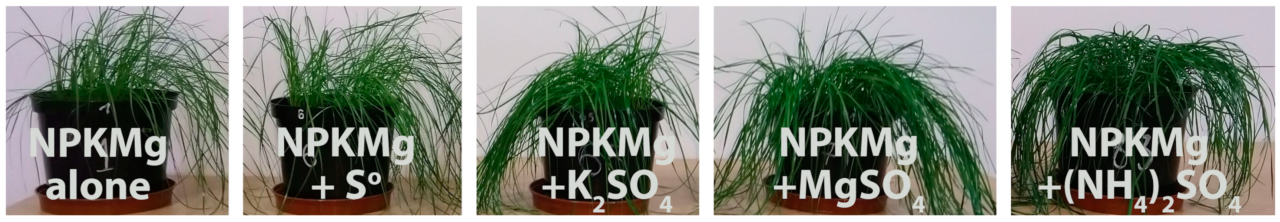 Plants 12 02649 sch001 Plants 12 02649 sch001