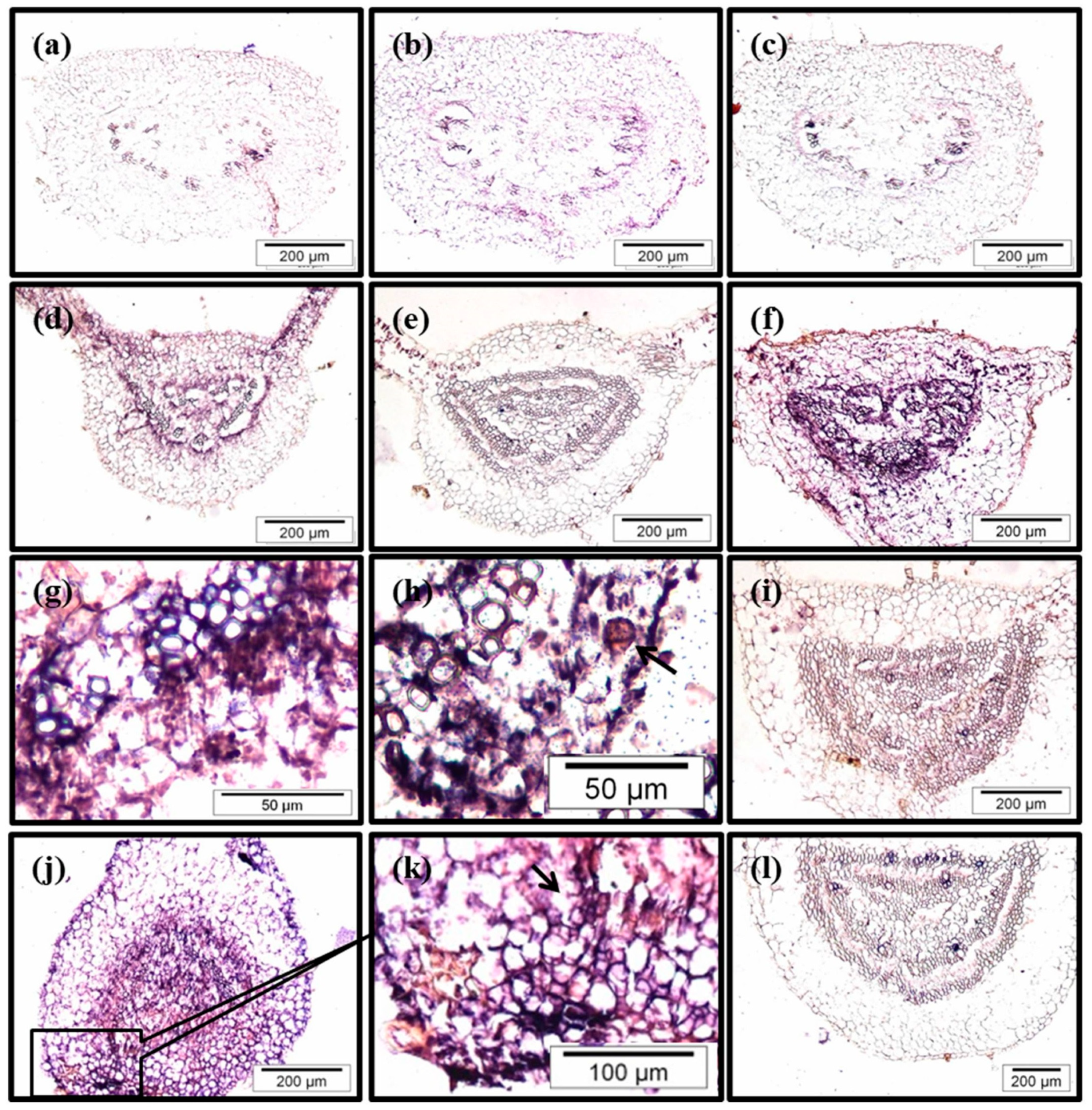Plants 12 02657 g007 Plants 12 02657 g007