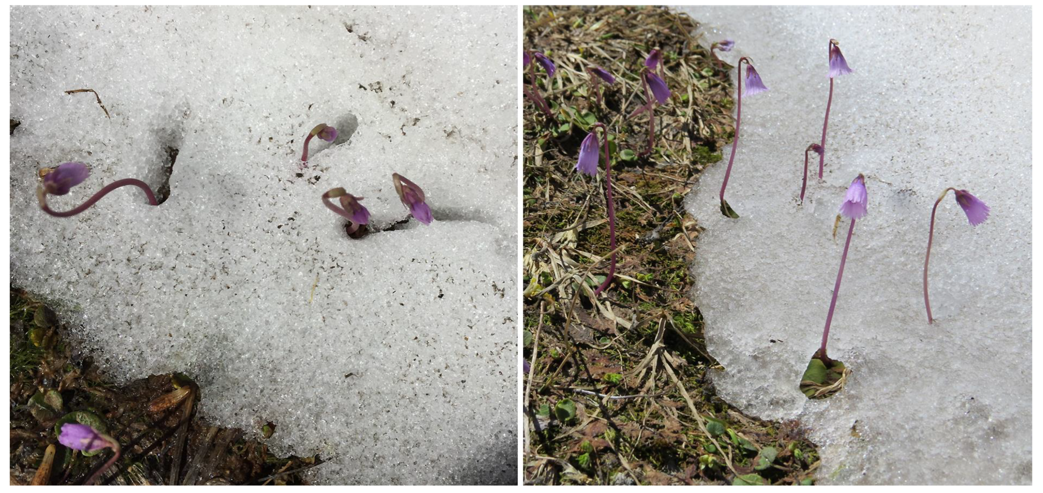 Plants 12 02666 g004