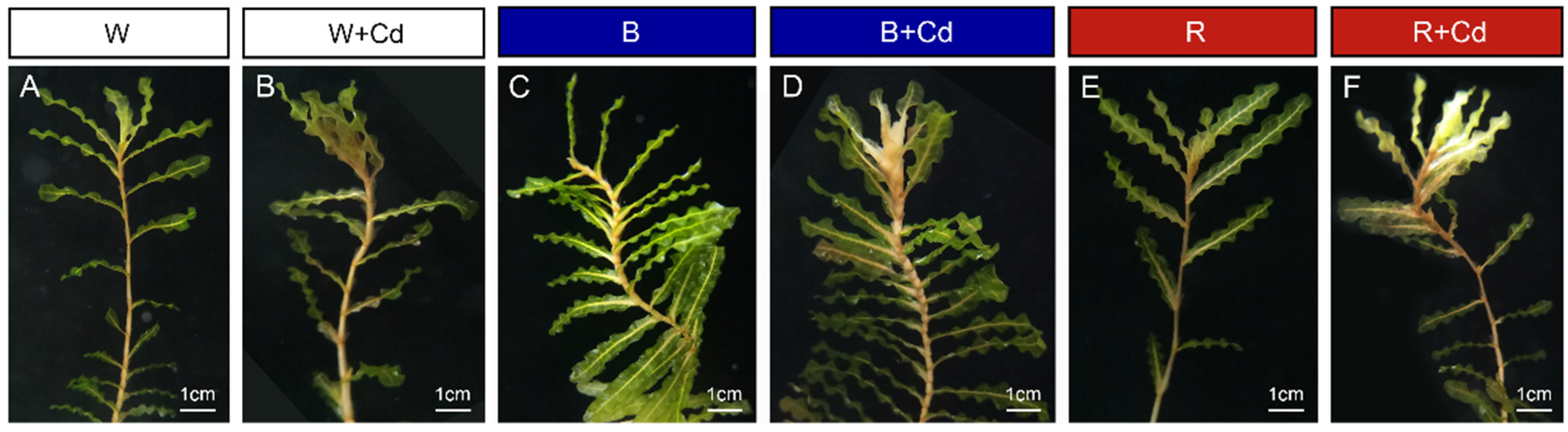 Plants 12 02667 g001 Plants 12 02667 g001