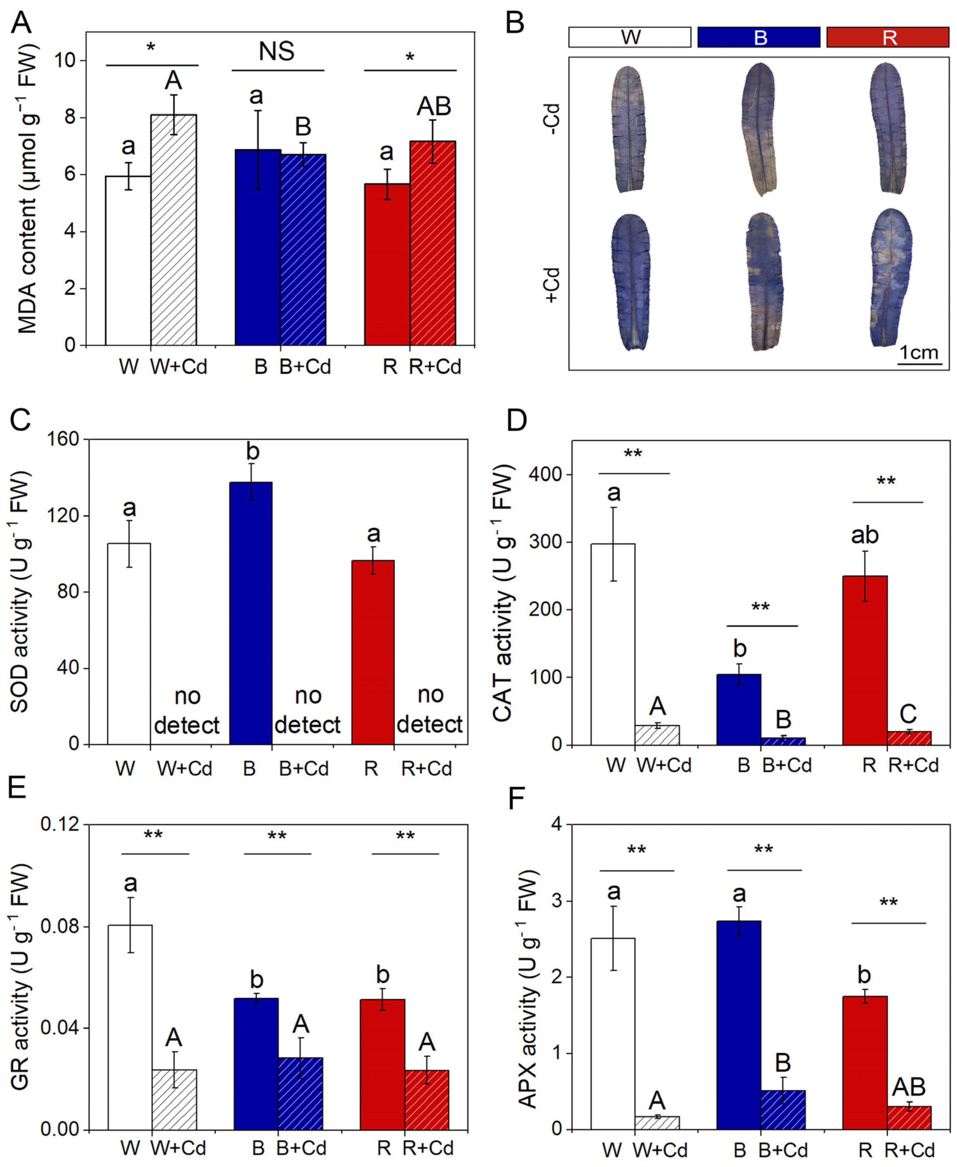 Plants 12 02667 g005 Plants 12 02667 g005