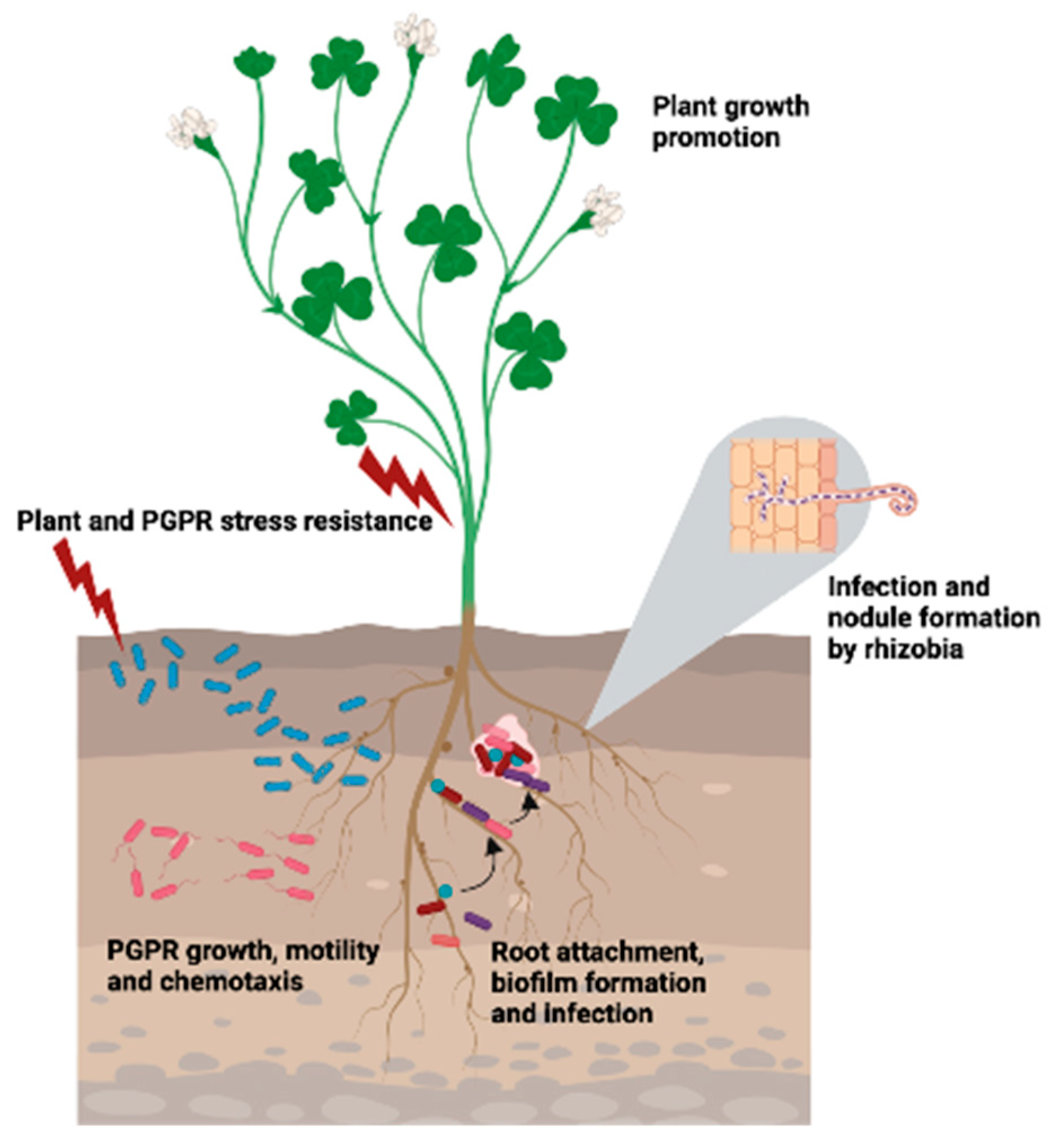 Plants 12 02671 g003 Plants 12 02671 g003