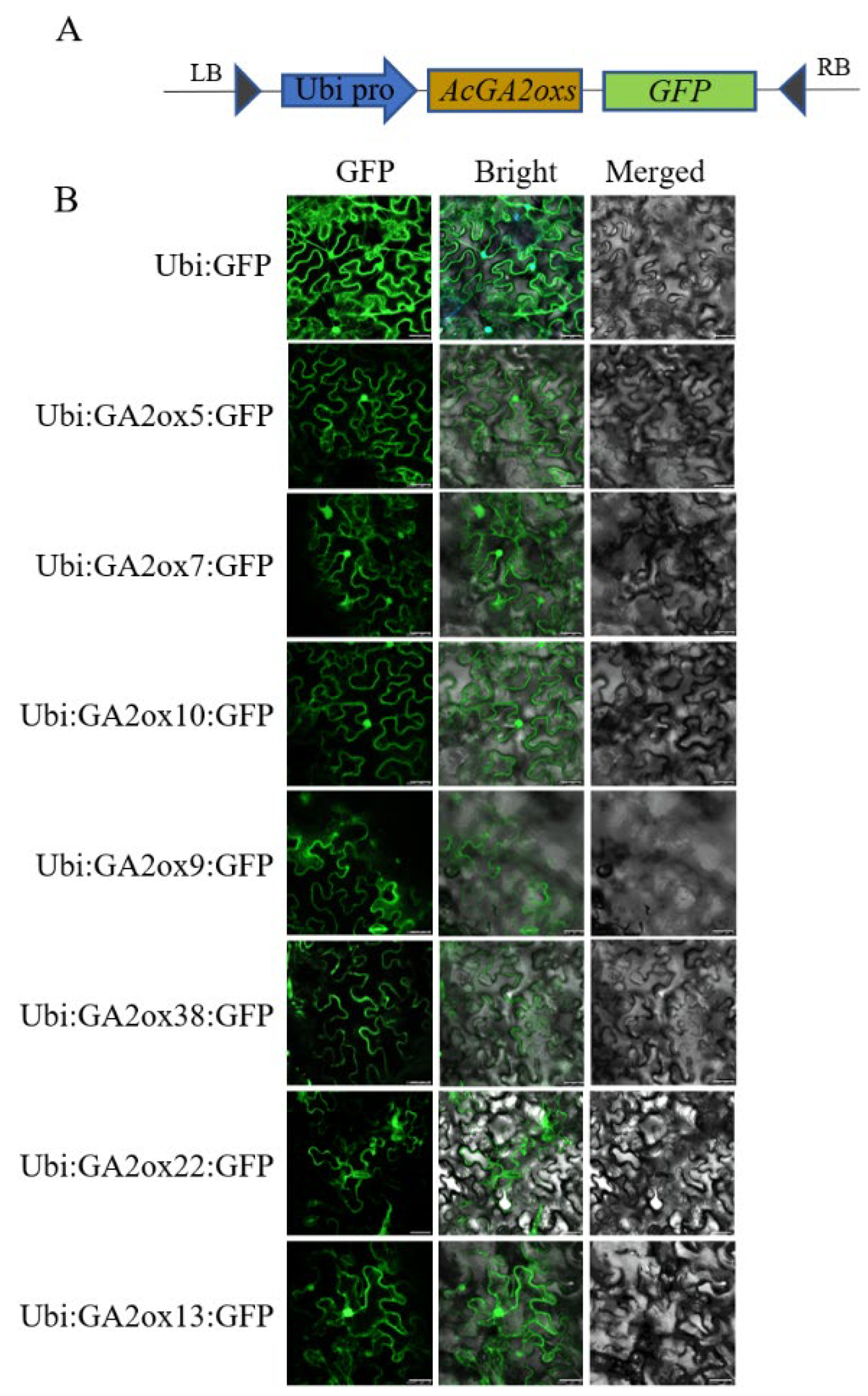 Plants 12 02673 g009 Plants 12 02673 g009