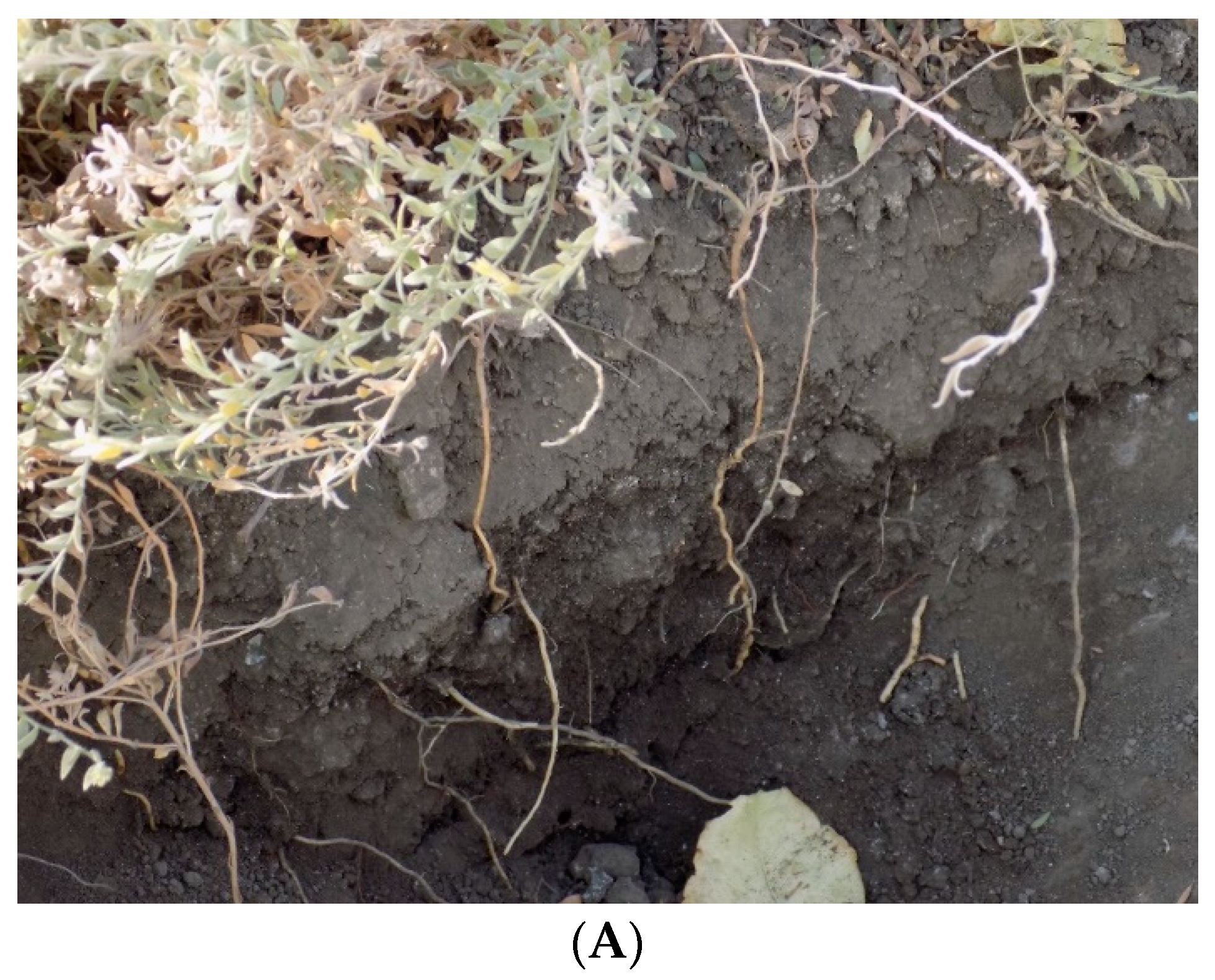 Plants 12 02679 g002a