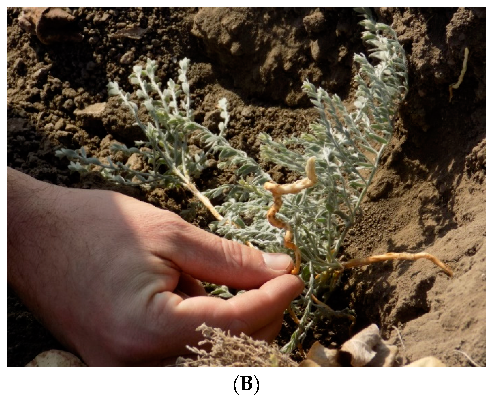 Plants 12 02679 g002b