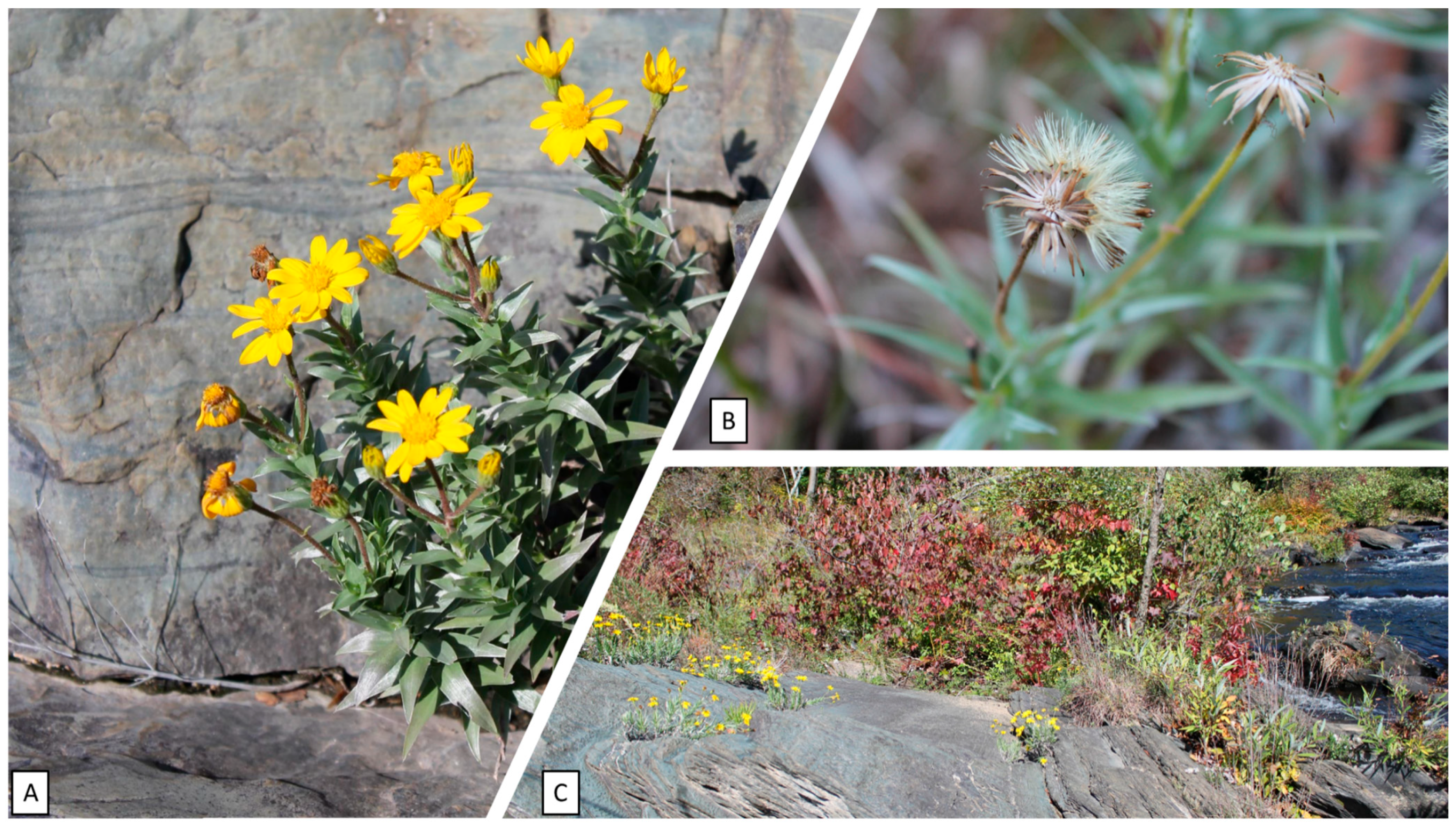 Plants 12 02693 g002