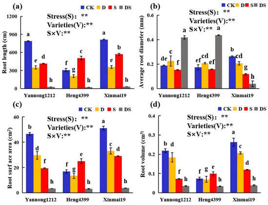Effects of Single and Combined Drought and Salinity Stress on the Root ...