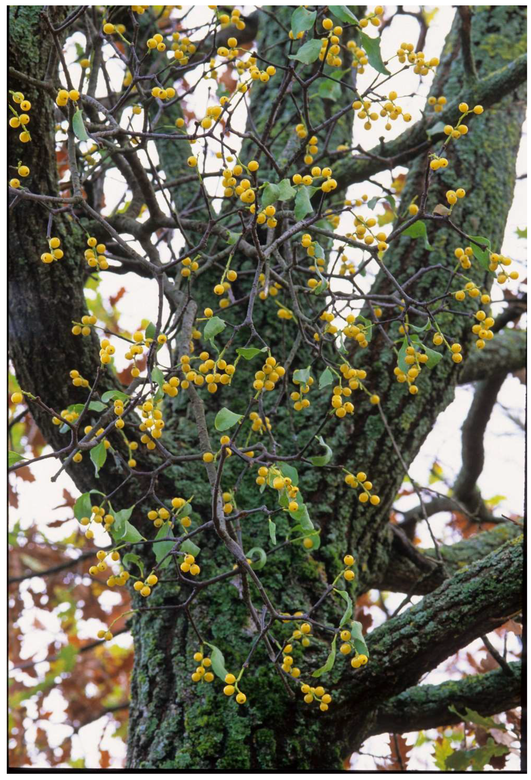 Plants 12 02707 g002