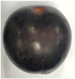 Plants 12 02711 i003