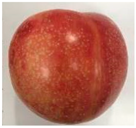 Plants 12 02711 i007