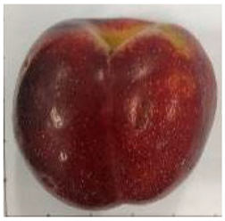 Plants 12 02711 i011