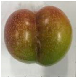 Plants 12 02711 i015