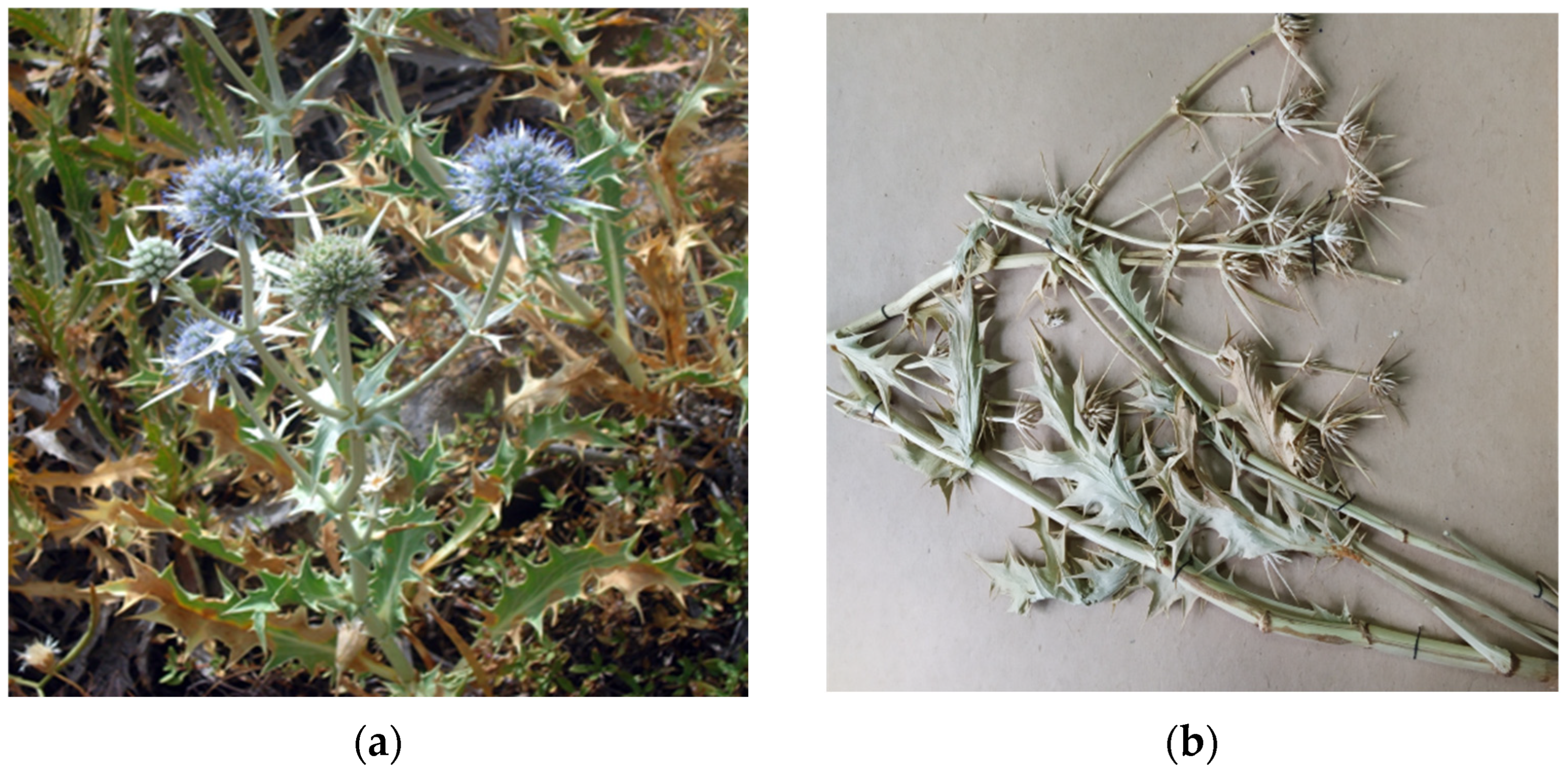 Plants 12 02714 g002 550