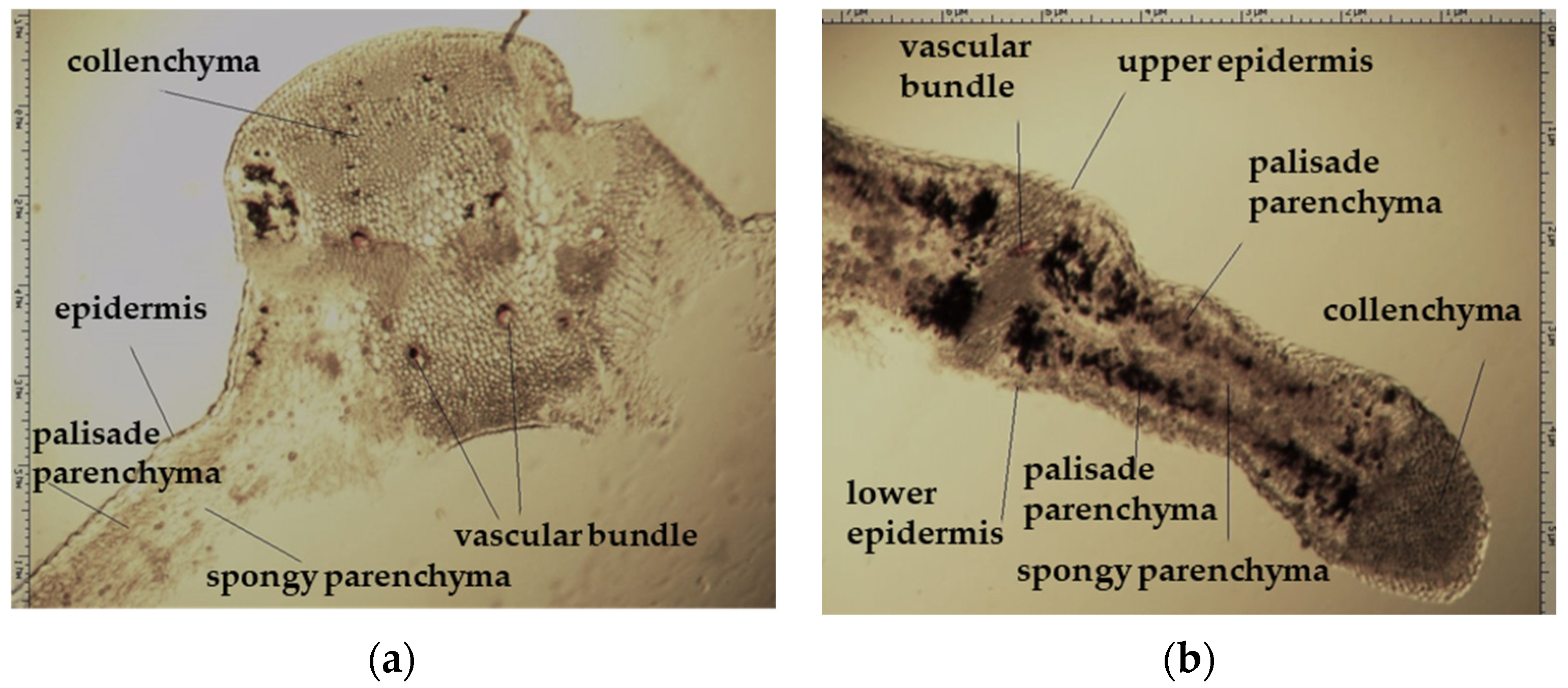 Plants 12 02714 g004 550