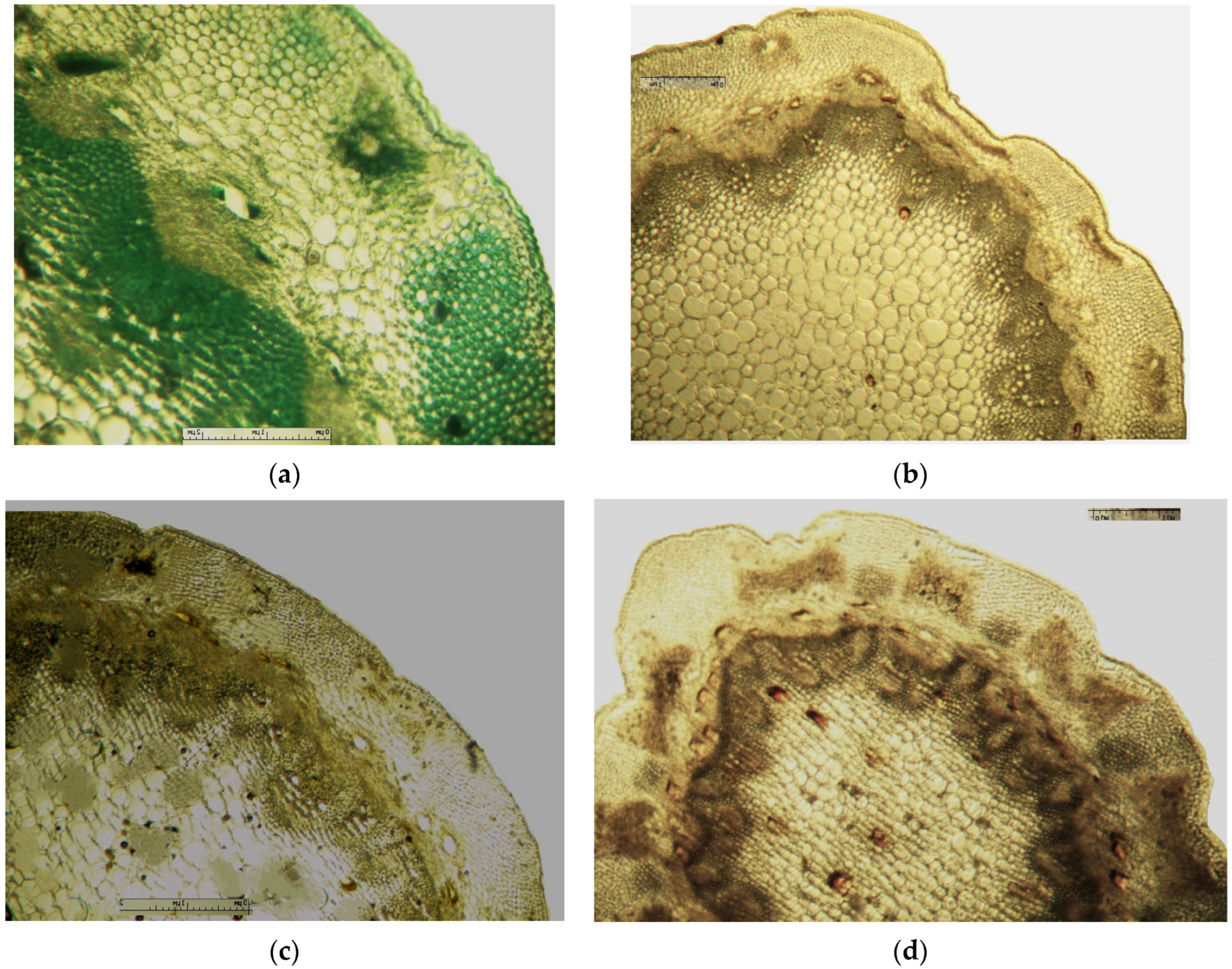 Plants 12 02714 g006 550