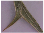 Plants 12 02714 i001