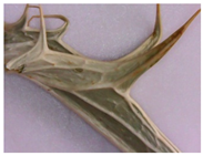 Plants 12 02714 i002