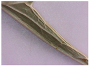 Plants 12 02714 i003