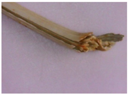 Plants 12 02714 i006