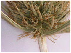 Plants 12 02714 i008