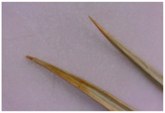 Plants 12 02714 i011