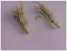 Plants 12 02714 i012