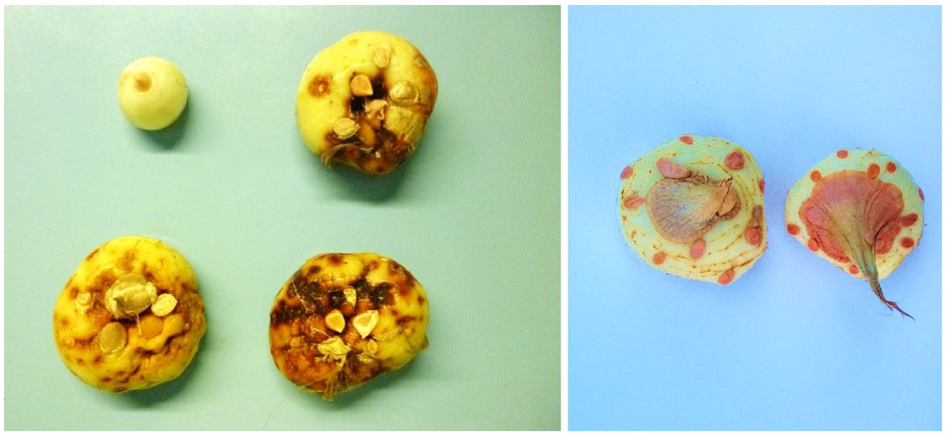 Plants 12 02717 g001