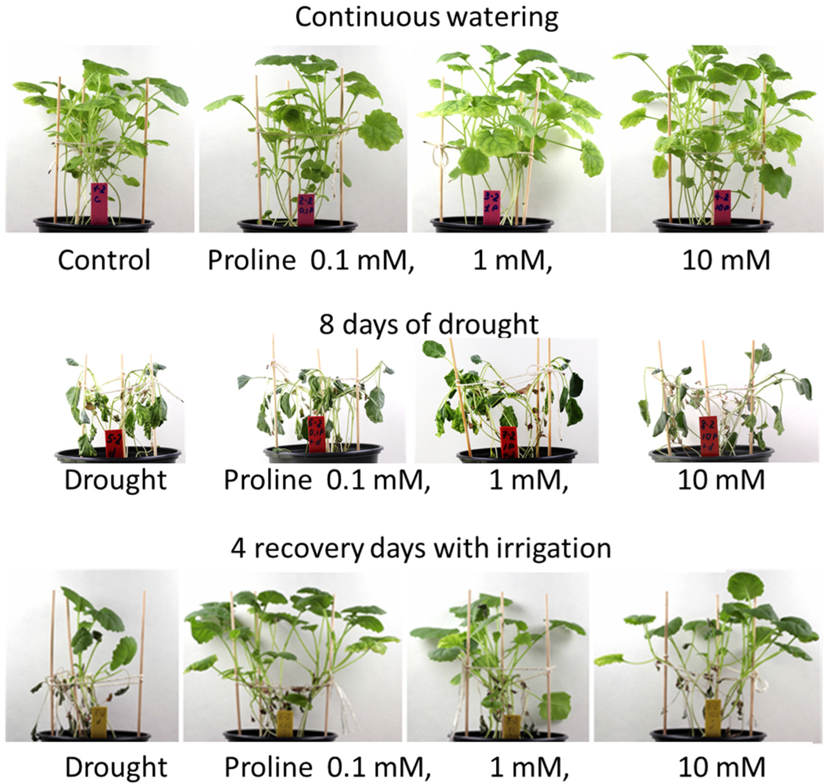 Plants 12 02718 g001 Plants 12 02718 g001